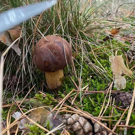 Na Skraju Puszczy Farm stay *