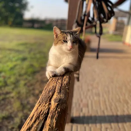 Na Skraju Puszczy Farm stay *