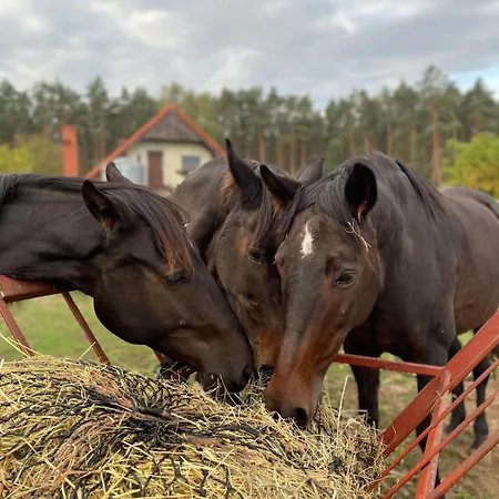 Farm stay Na Skraju Puszczy Ludomy