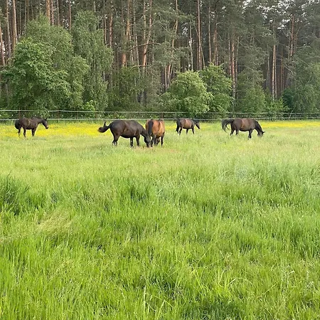 Na Skraju Puszczy * Ludomy