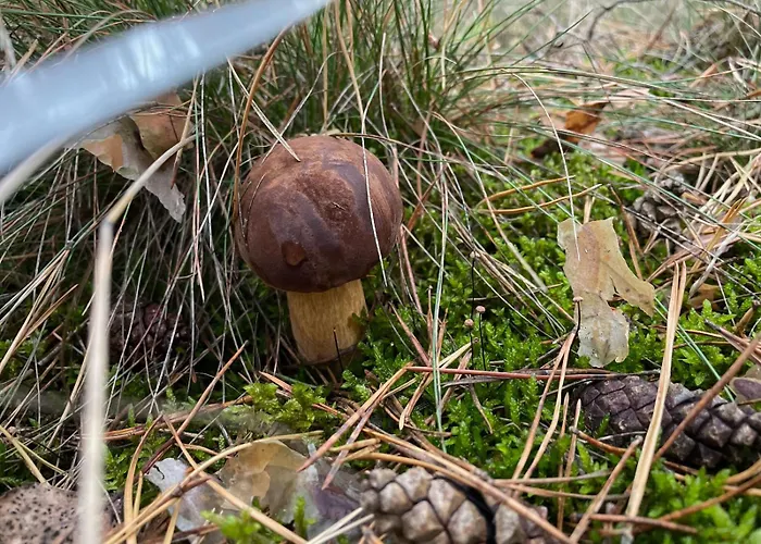 Na Skraju Puszczy Bauernhof *