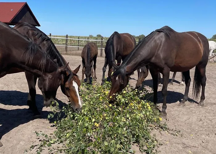 Na Skraju Puszczy Ludomy