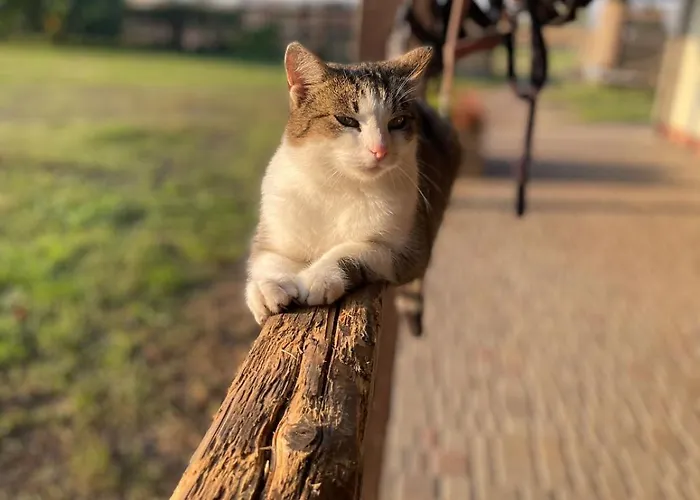 Na Skraju Puszczy Bauernhof *