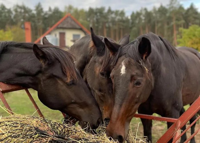 Bauernhof Na Skraju Puszczy Ludomy