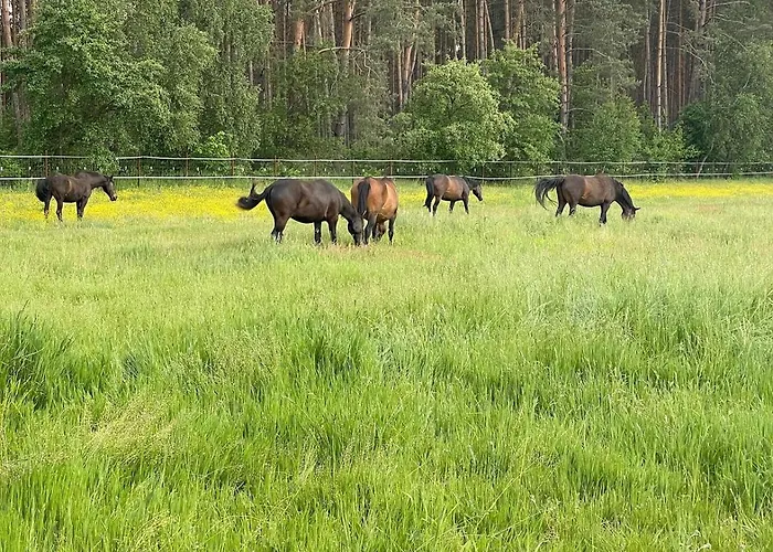 Na Skraju Puszczy * Ludomy